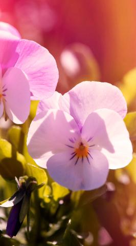 ヴェネチアンさま