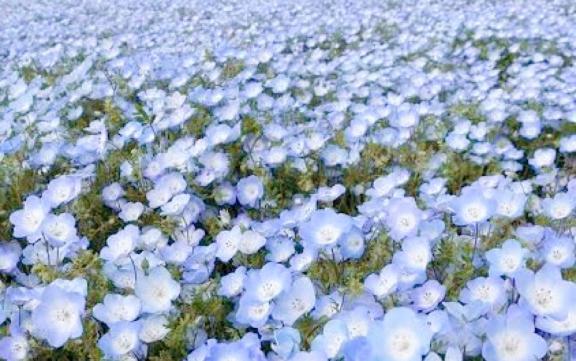 おにいさんきいてっ?